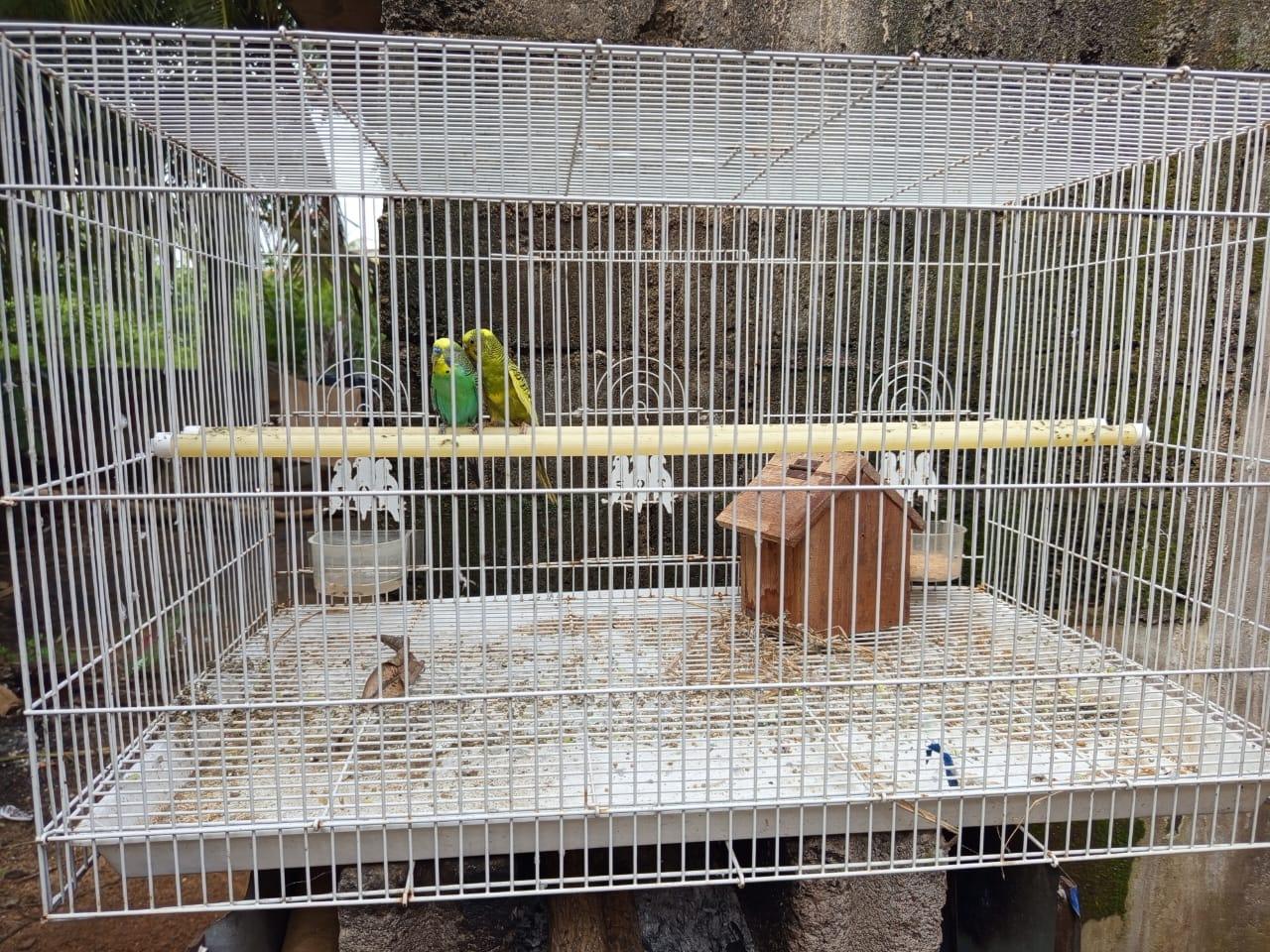 Love birds with Nest